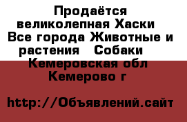 Продаётся великолепная Хаски - Все города Животные и растения » Собаки   . Кемеровская обл.,Кемерово г.